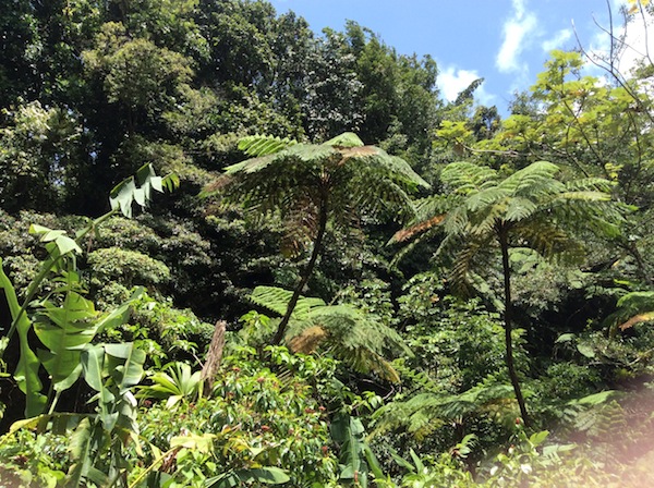 dominica rainforest