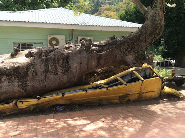 fallen tree