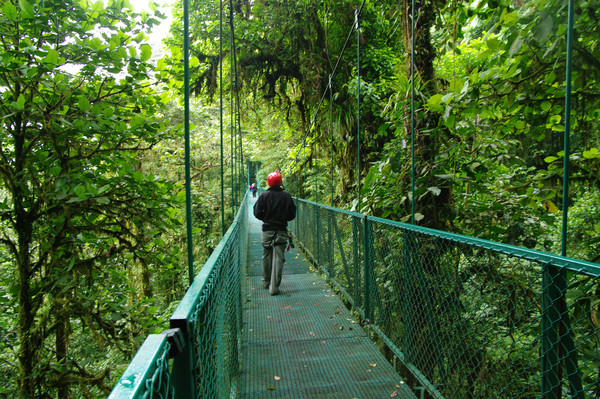 Costa Rica Forest Bridge