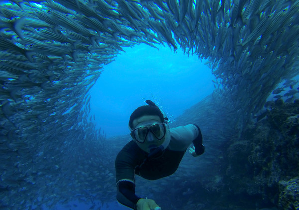 Galapagos Under Water School of Fish