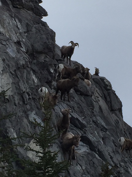 alberta wildlife