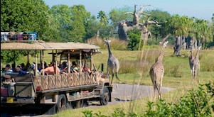 animal kingdom