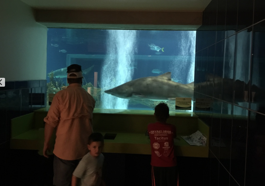 Visit The Best Arizona Aquarium